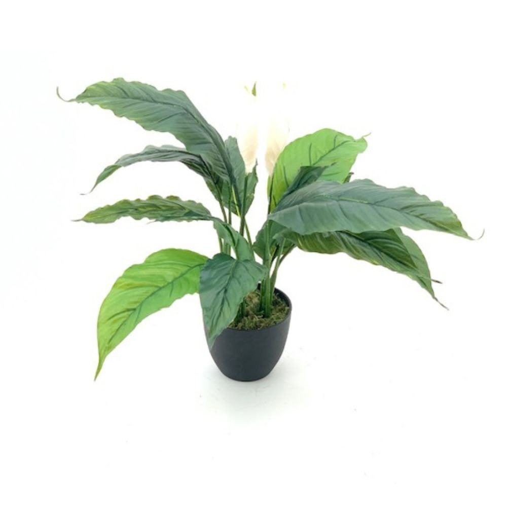 61369.jpg Pianta ornamentale Spathiphylium con fiori bianchi in vaso 60 cm. - immagine 1