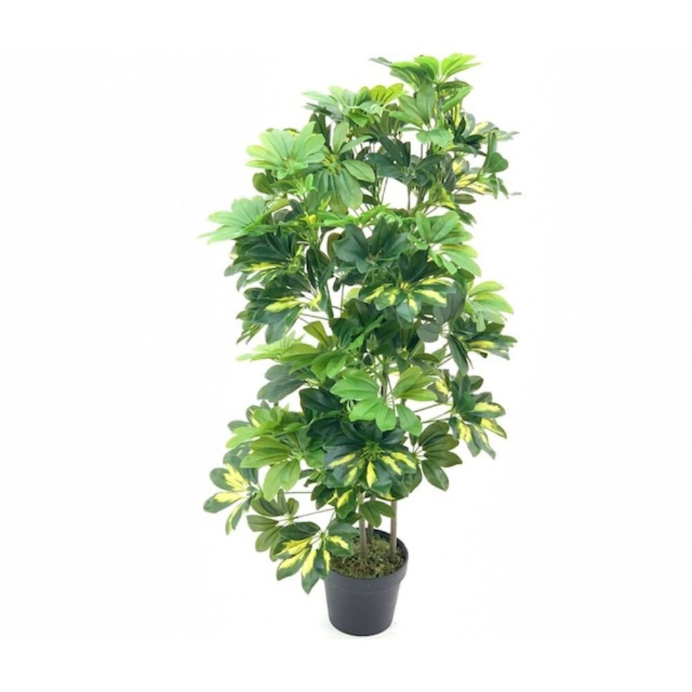 61371.jpg Pianta ornamentale Schefflera a foglie verdi con vaso 96 cm. - immagine 1